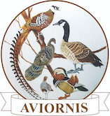 Aviornis logo